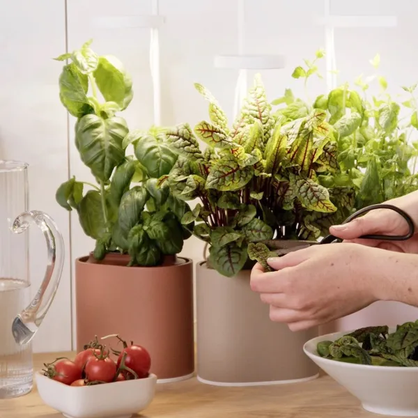 jardin_dinterieur_connect_SKU43e64cb88cf1bf7bfa8febccfcdc0acb_2.webp Jardin D'Interieur Connecte Nano Garden - Vert Foret-Prêt à pousser Outlet