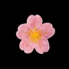 Pince Sakura-Coucou Suzette New