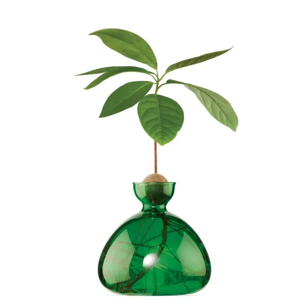 vase_en_verre_pour_avocat_SKU51bd7953362b4d0d8e84e9a790cb4d91_2.webp Vase En Verre Pour Avocat-Ilex Studio New